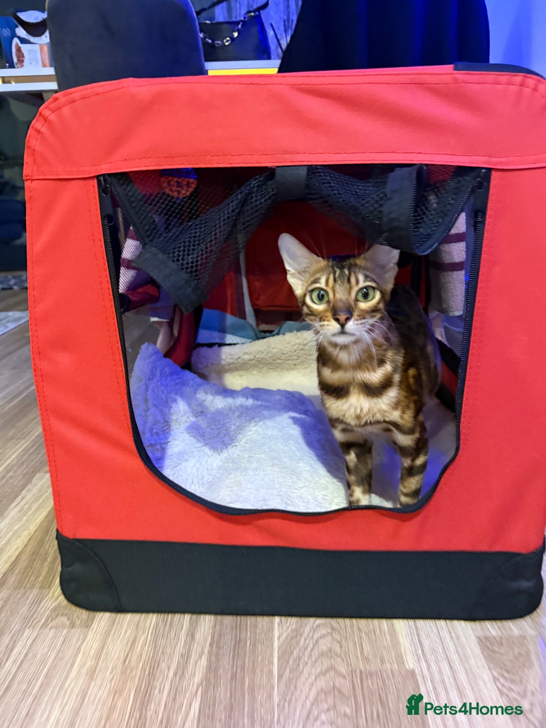 Bengal cats for sale: Bengal kitten £200 - Advert 2