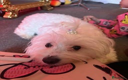 Bichon Frise dogs for sale: Luna 😊😊😊🌹 - Image 2