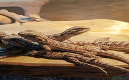 Bearded Dragon reptiles for sale: Baby bearded dragons £45 per baby  - Advert 8