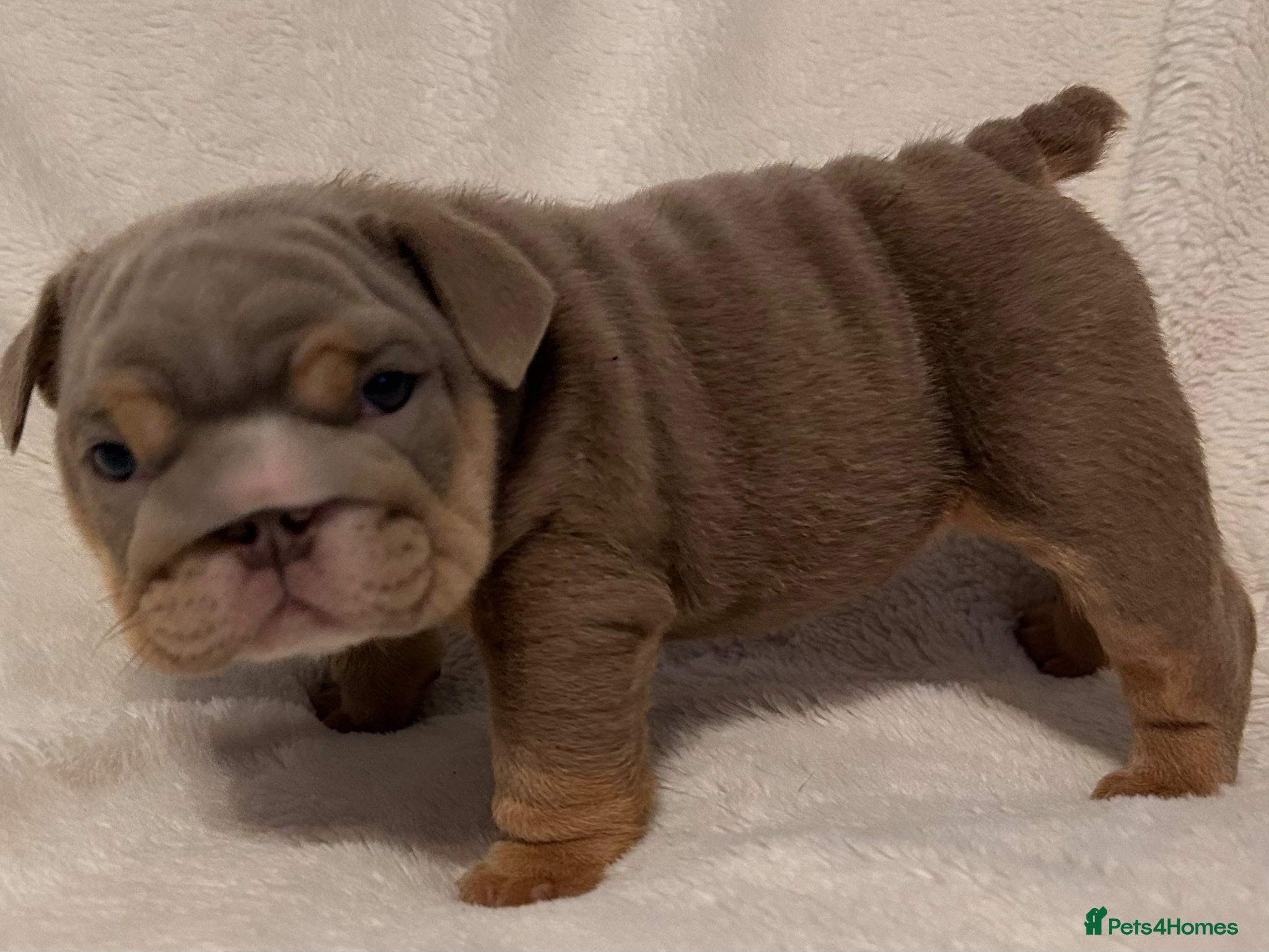 English Bulldog dogs Last tiny boy - Advert 1