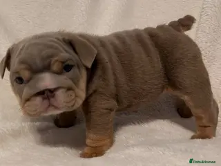 English Bulldog dogs Last tiny boy - Advert 1