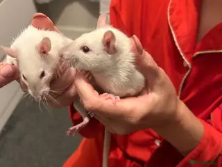 Rat rodents 2 male rats left looking for new homes - Advert 1