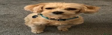 Maltipoo 1
