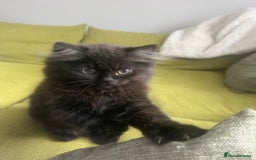 Persian cats for sale: Persian chinchilla kittens - Image 1