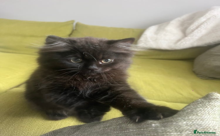 Persian cats - Advert 11