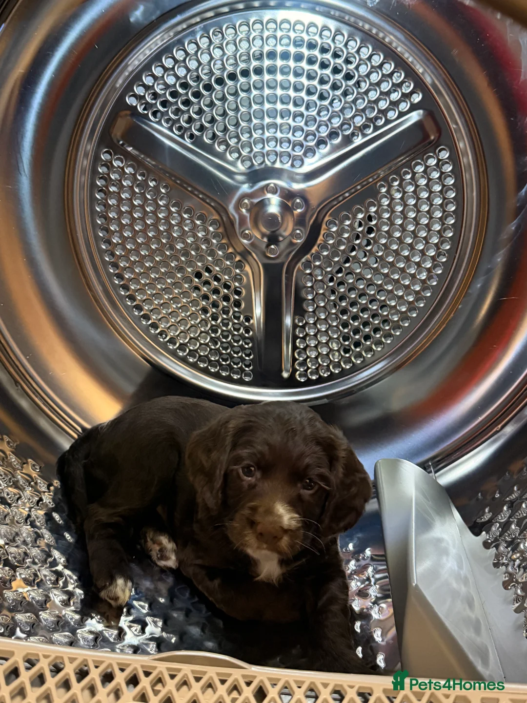 Cocker Spaniel dogs for sale: Cocker spaniel bitches  in Redcar - Advert 13