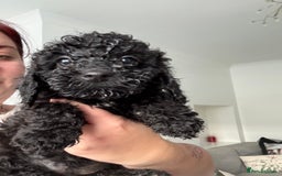 Sproodle dogs for sale: F2 Sproodle Puppies - Advert 3