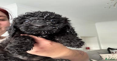 Sproodle dogs F2 Sproodle Puppies - Advert 10