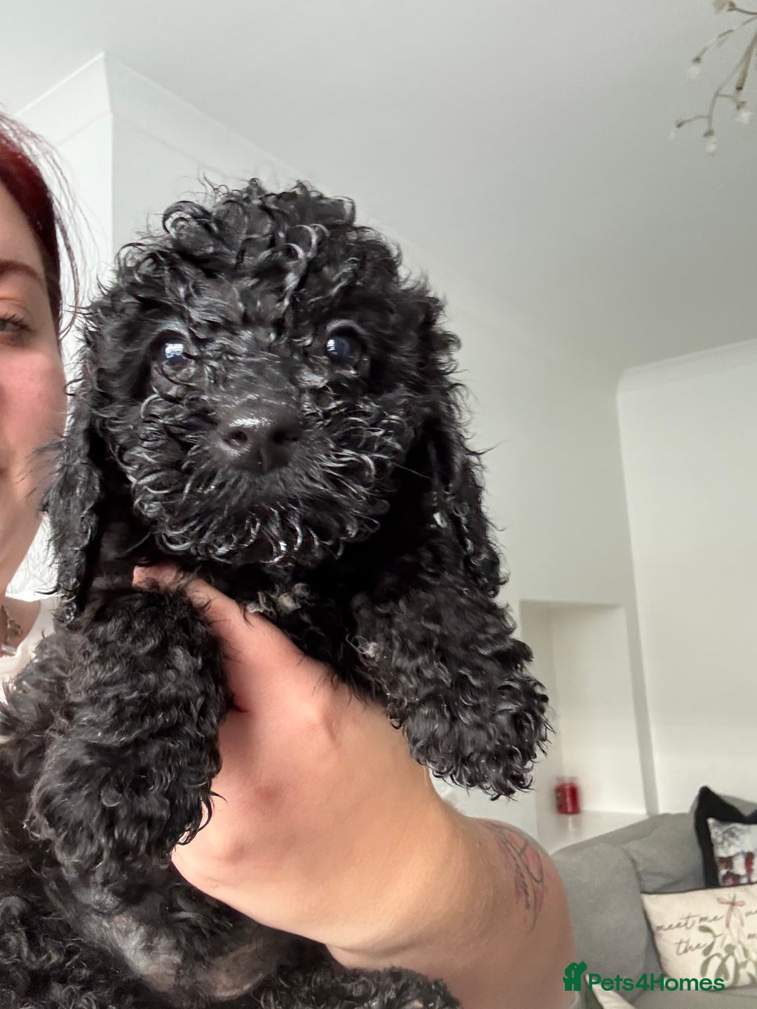 Sproodle dogs for sale: F2 Sproodle Puppies - Advert 3