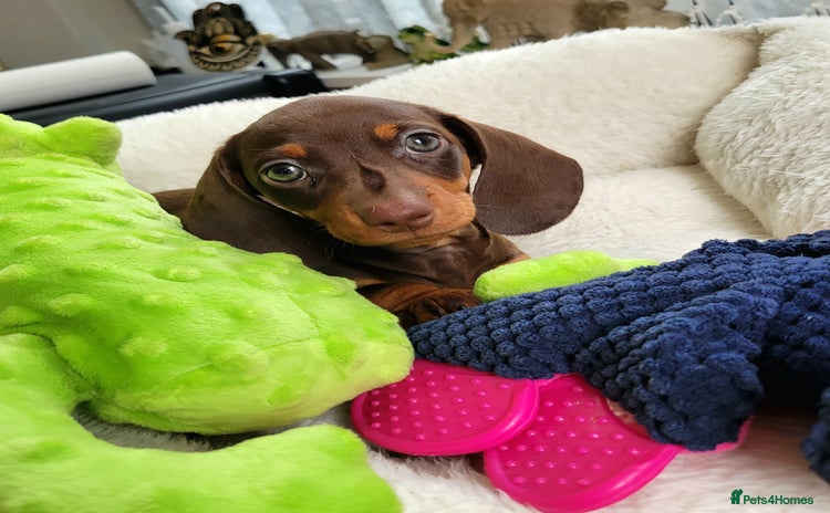 Dachshund dogs - Advert 6