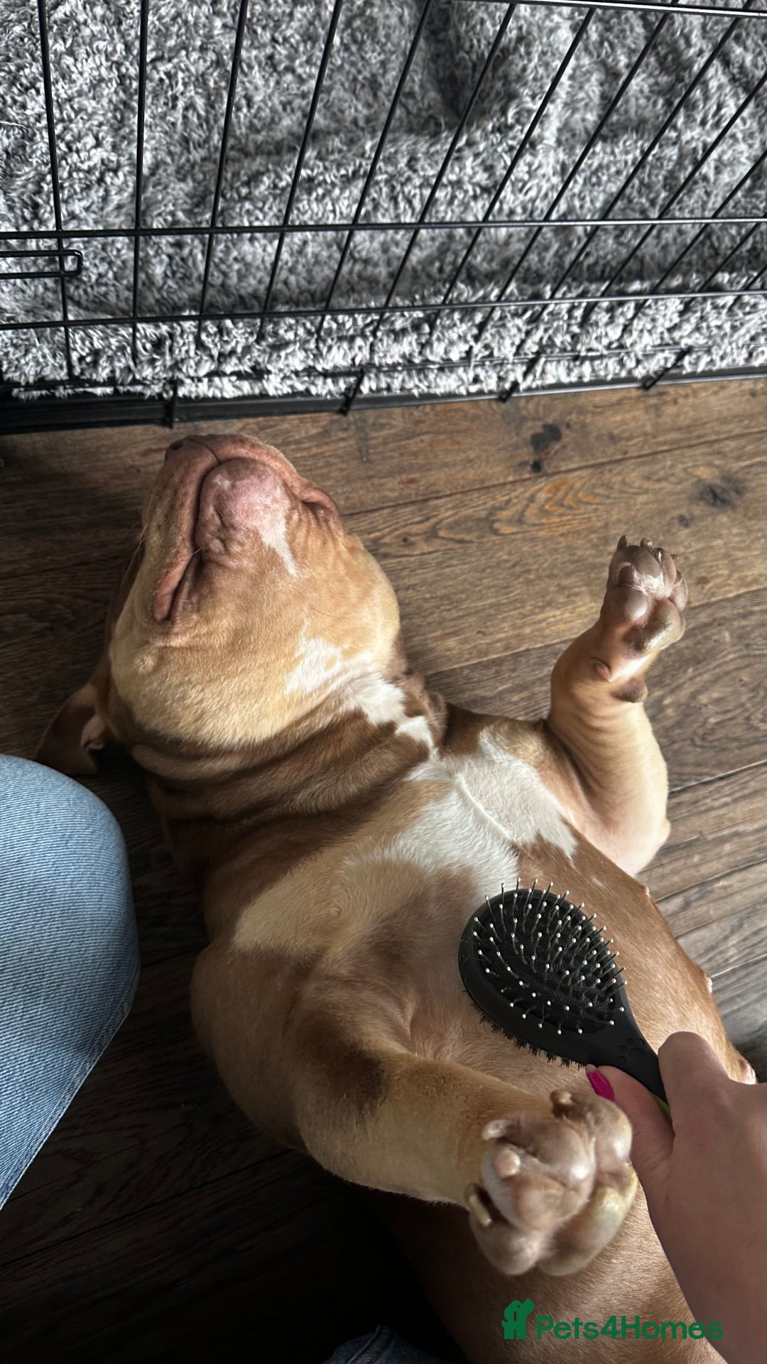 American Bully dogs for sale: American Bully Pocket Looking for a Loving Home - Advert 4