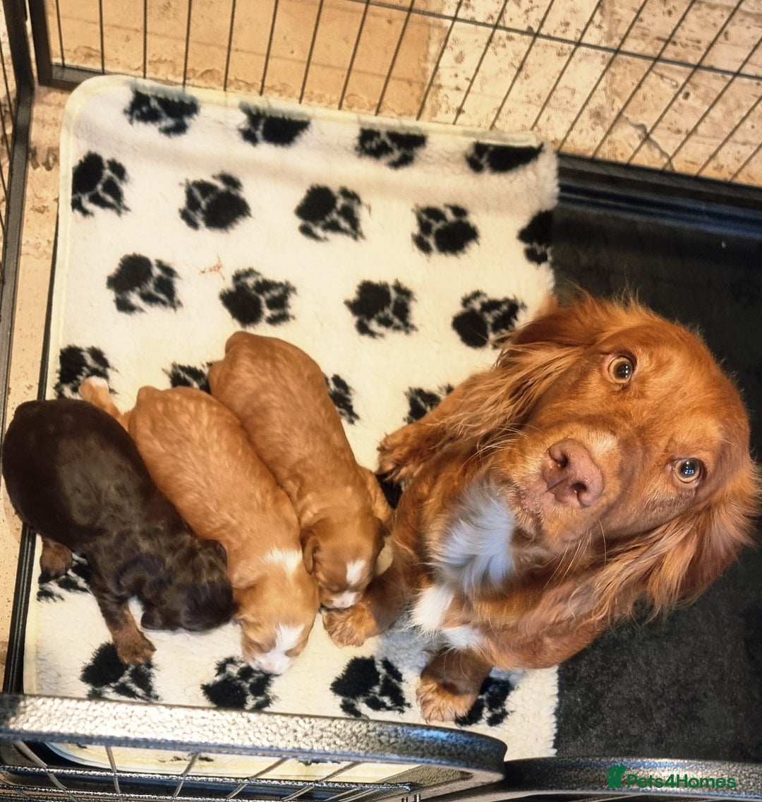 Cocker Spaniel dogs for sale: Working Cocker Spaniels (F1B) health checked. - Advert 8