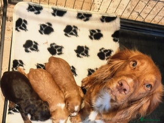 Cocker Spaniel dogs Working Cocker Spaniels (F1B) health checked. - Advert 18