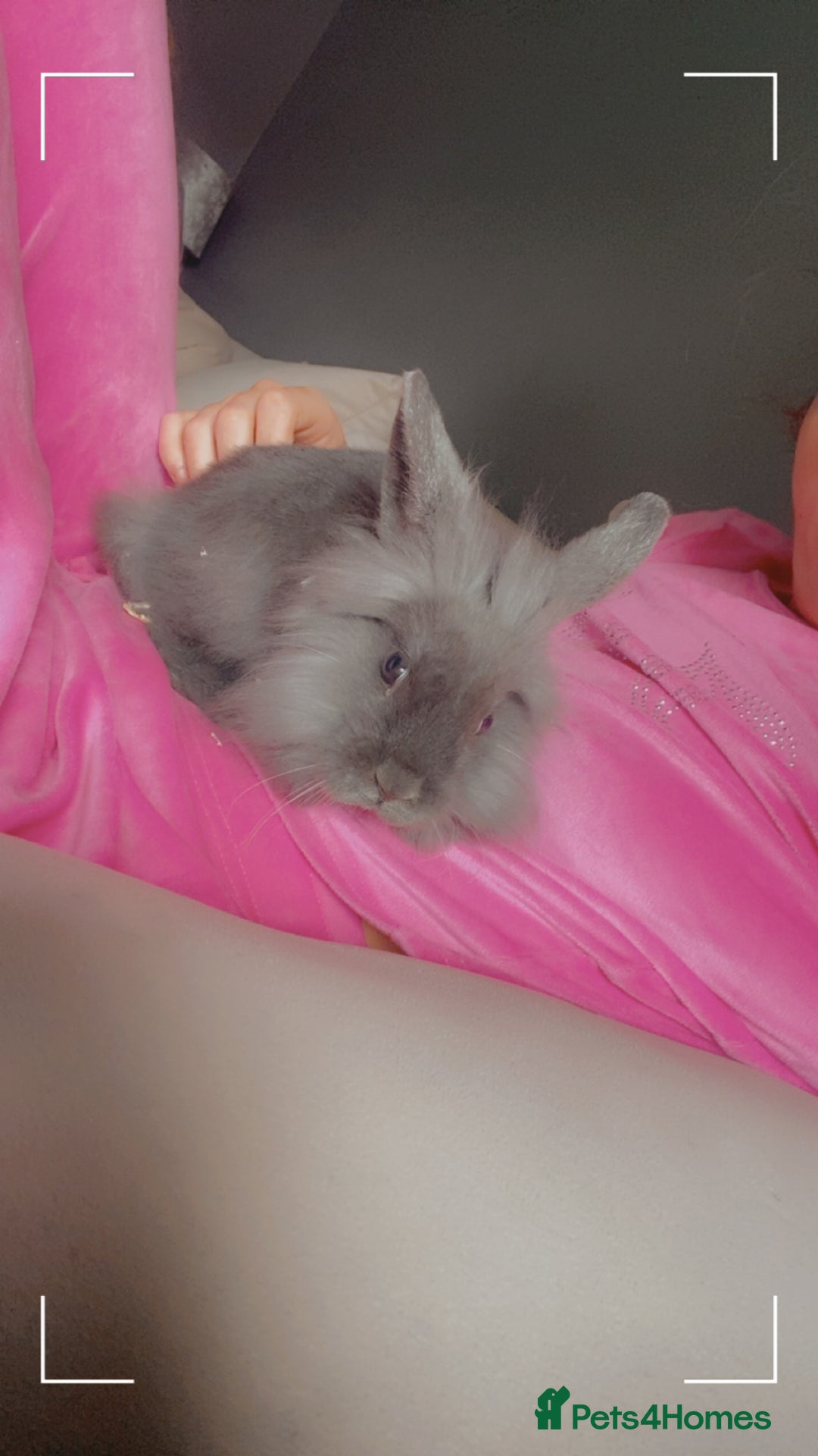 English rabbits for sale: grey fluffy baby rabbit - Advert 3