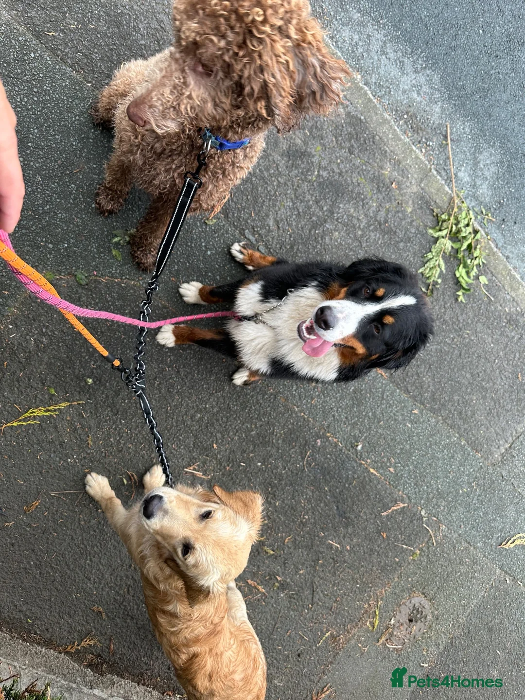 Bernese Mountain Dog dogs for sale: Kiara 11 month old Female Bernese Mountain Dog - Advert 19