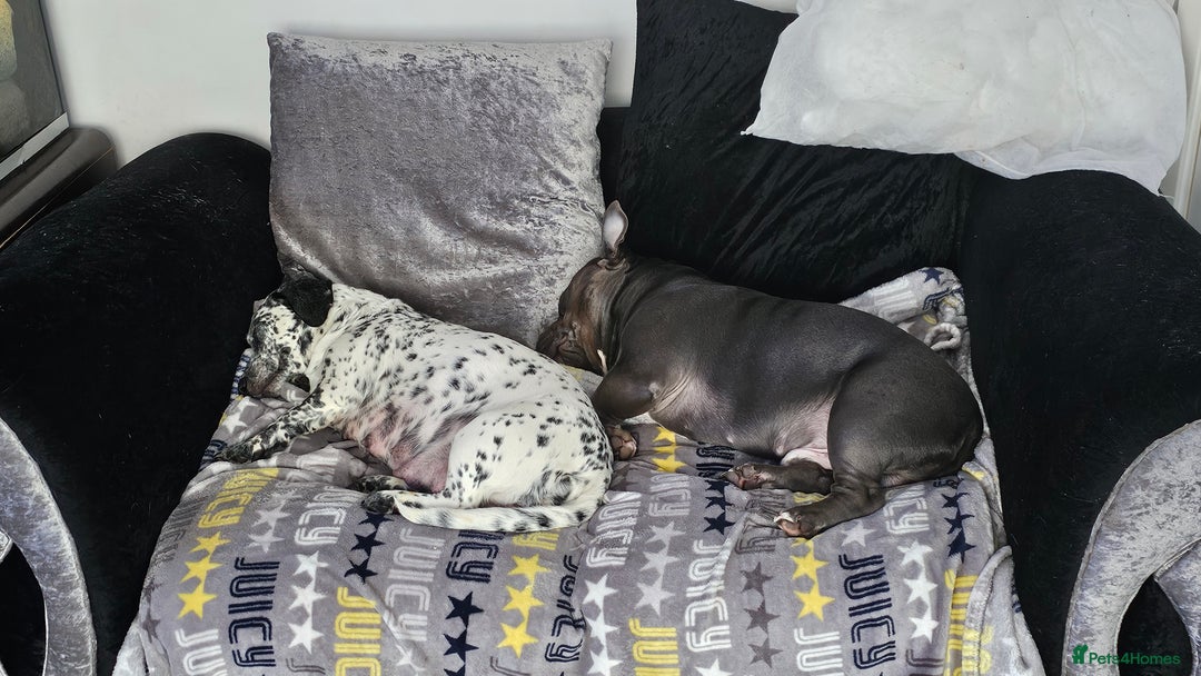 Mixed Breed dogs for sale: 2yr old Male for sale - Advert 6