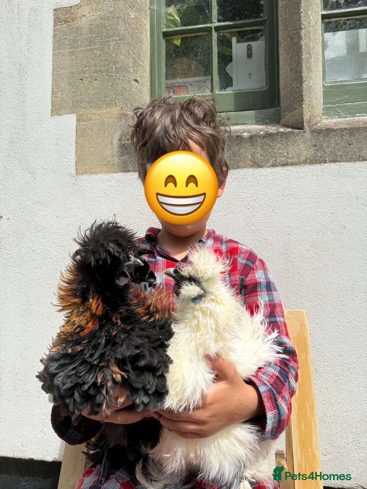 Chickens poultry A pair of Silkie chickens 4 months old - Advert 7