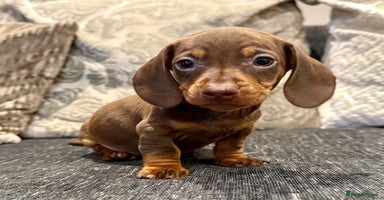 Miniature Dachshund dogs - Advert 6