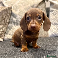 Miniature Dachshund dogs - Advert 2