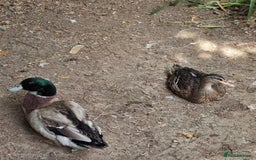 Ducks poultry for sale: Ducklings and call ducks for sale - Image 3