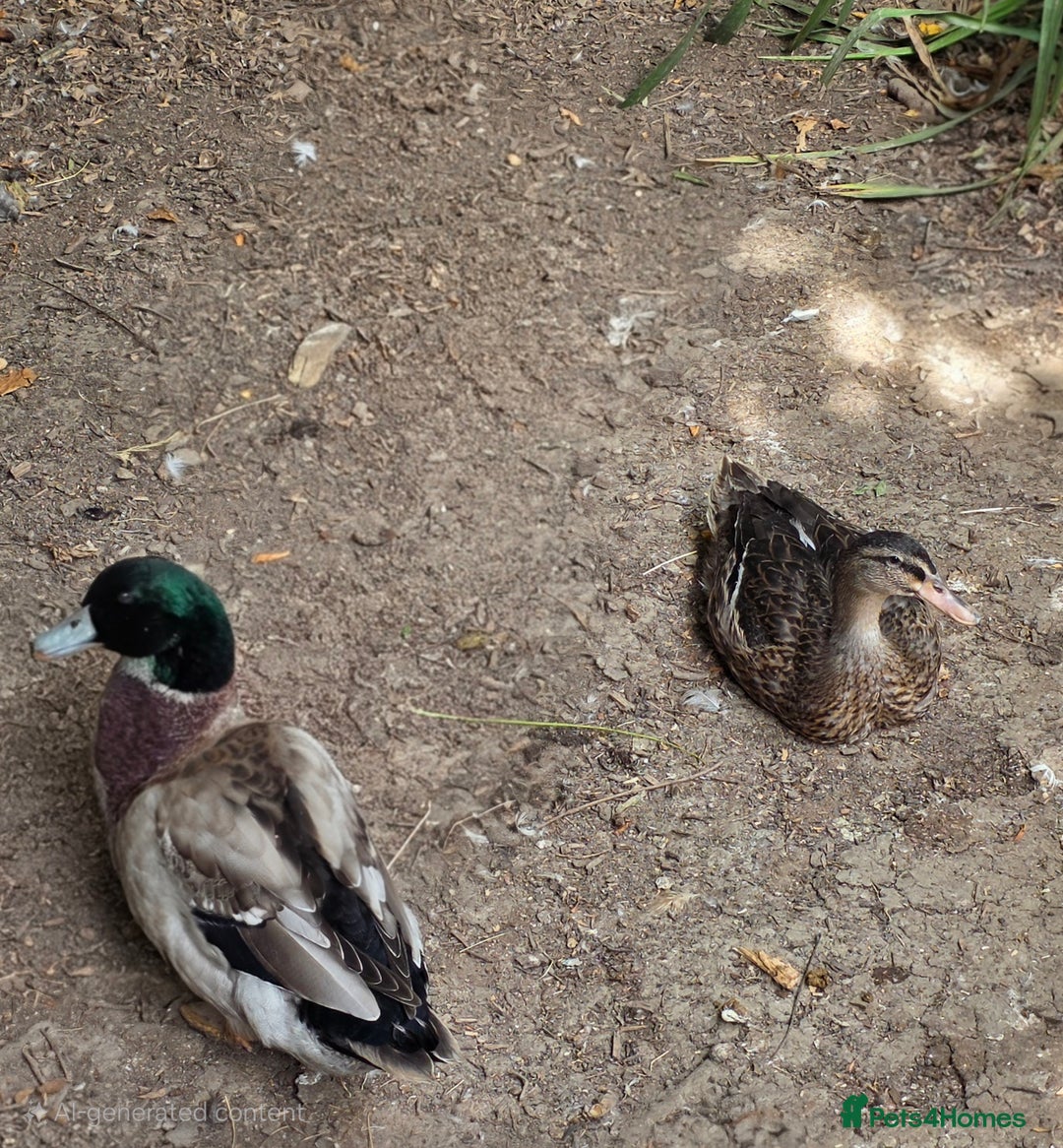 Ducks poultry for sale: Ducklings and call ducks for sale - Image 3