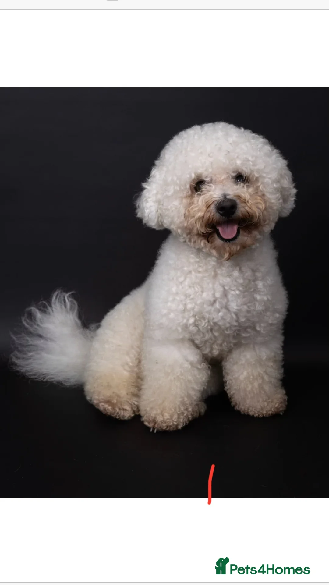 Bichon Frise dogs for stud: Bichon Frise *for stud only* in Hoddesdon - Advert 27