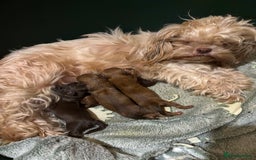 Shih Tzu dogs for sale: Imperial shih tzu puppies - Image 10