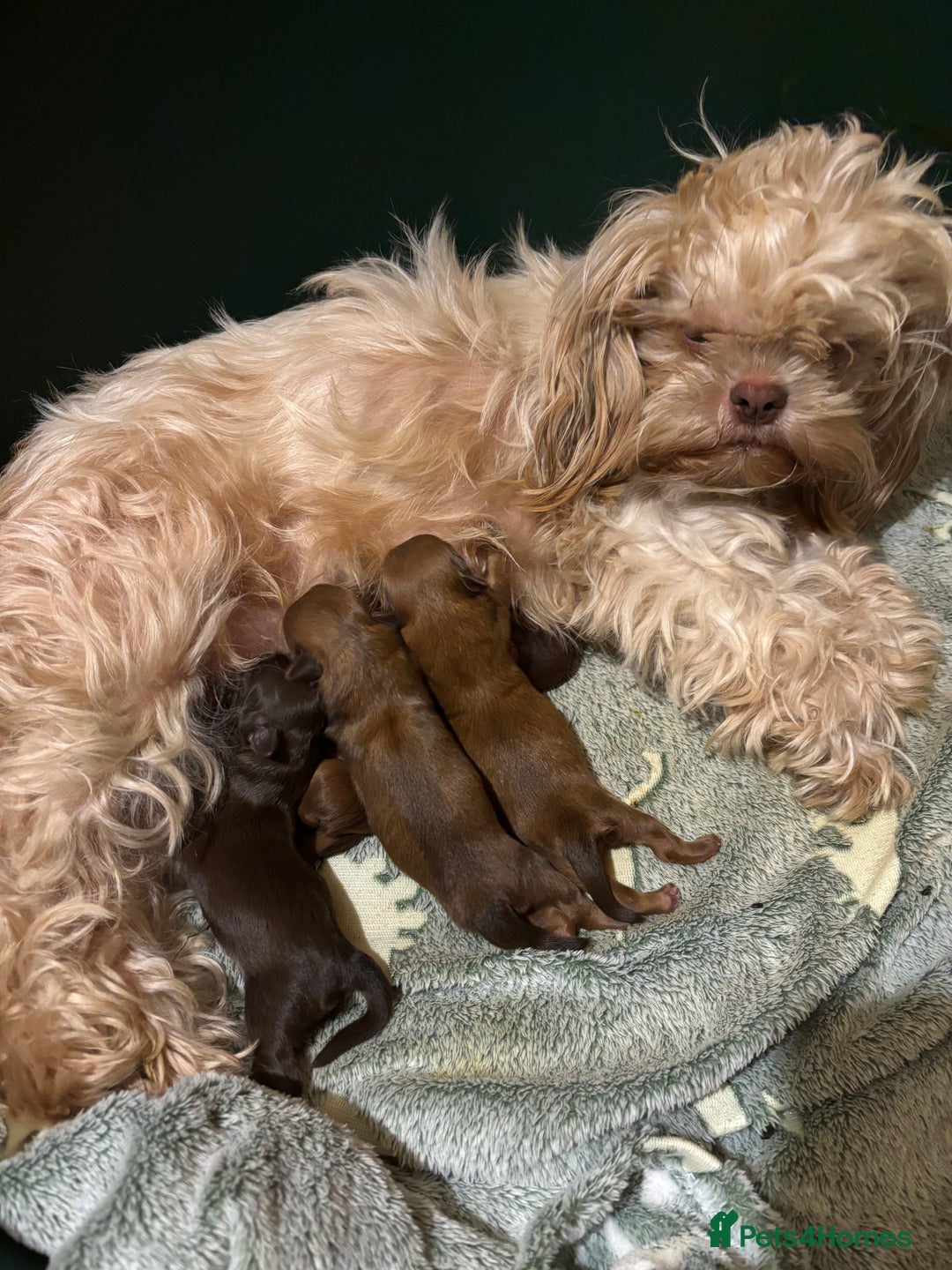 Shih Tzu dogs for sale: Imperial shih tzu puppies - Image 10