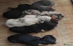Mixed Breed dogs for sale: Jackweenie puppies - Image 5