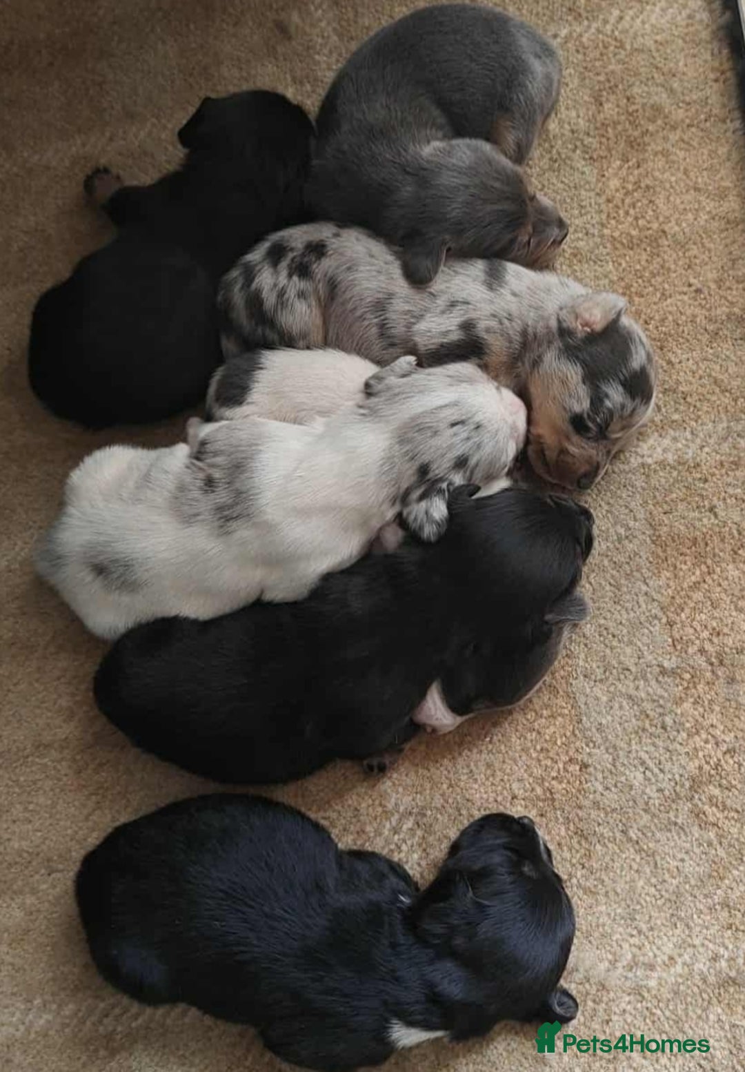 Mixed Breed dogs for sale: Jackweenie puppies - Image 5