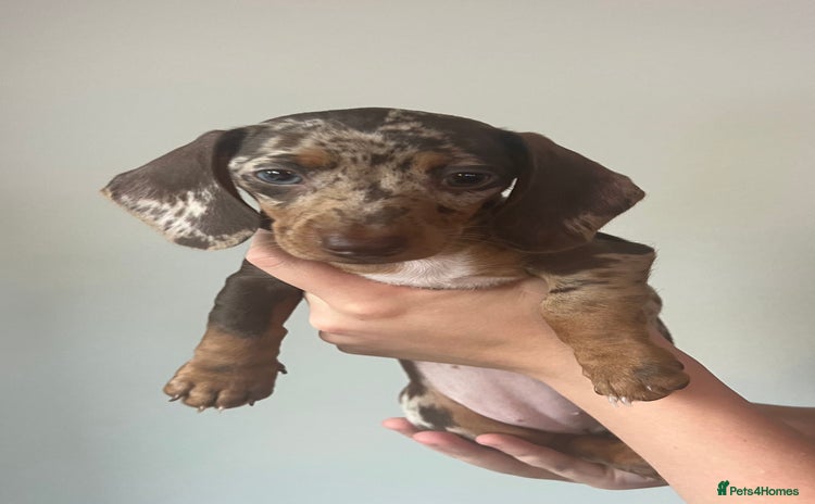 Miniature Dachshund dogs in Blackpool - Advert 4