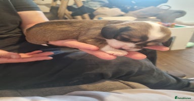 Mixed Breed dogs - Advert 12