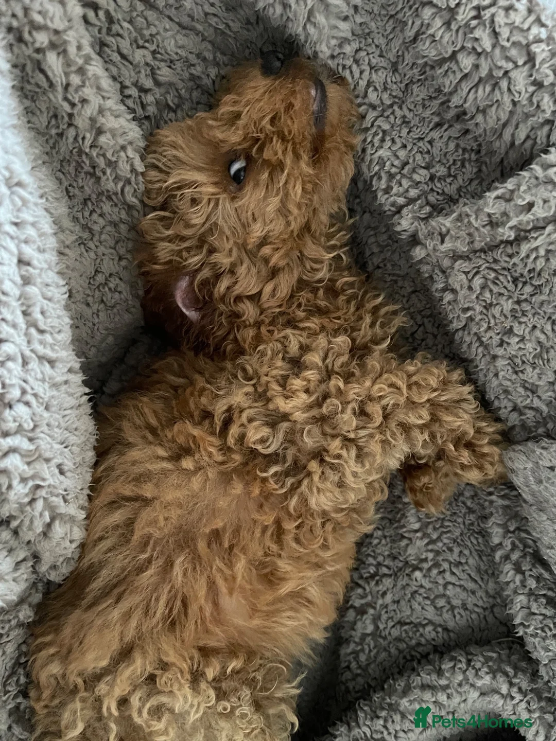 Toy Poodle dogs for sale: Beautiful KC registered Toy Poodle  - Advert 4