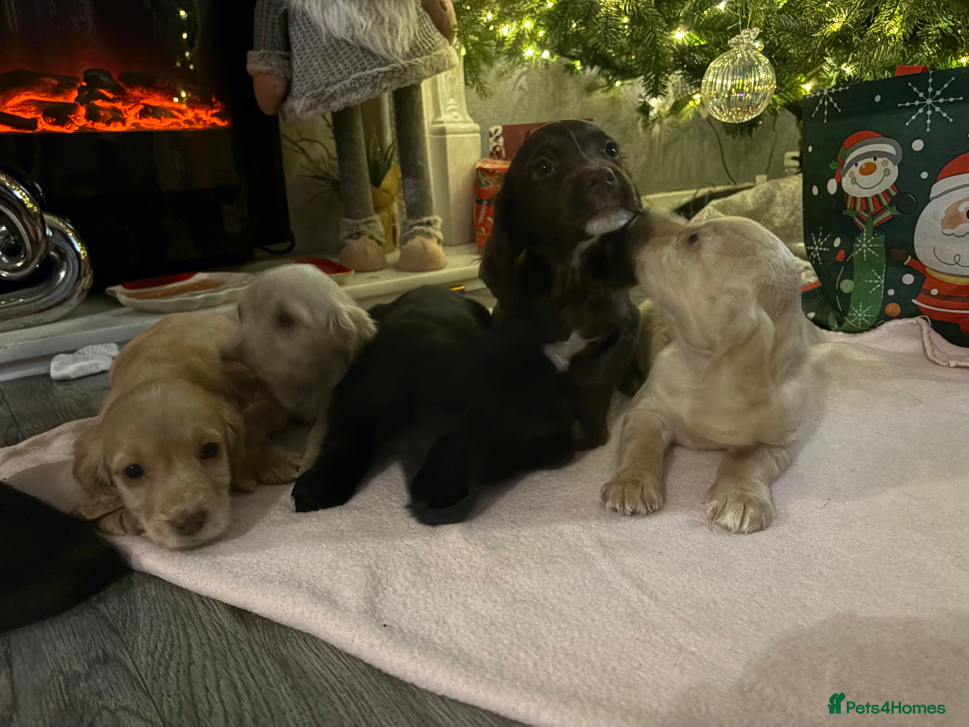 Cocker Spaniel dogs Ready now!!! Beautiful working cocker spaniels - Advert 6