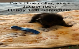 Domestic Shorthair cats for sale: 8 Bundles of joy - Image 13
