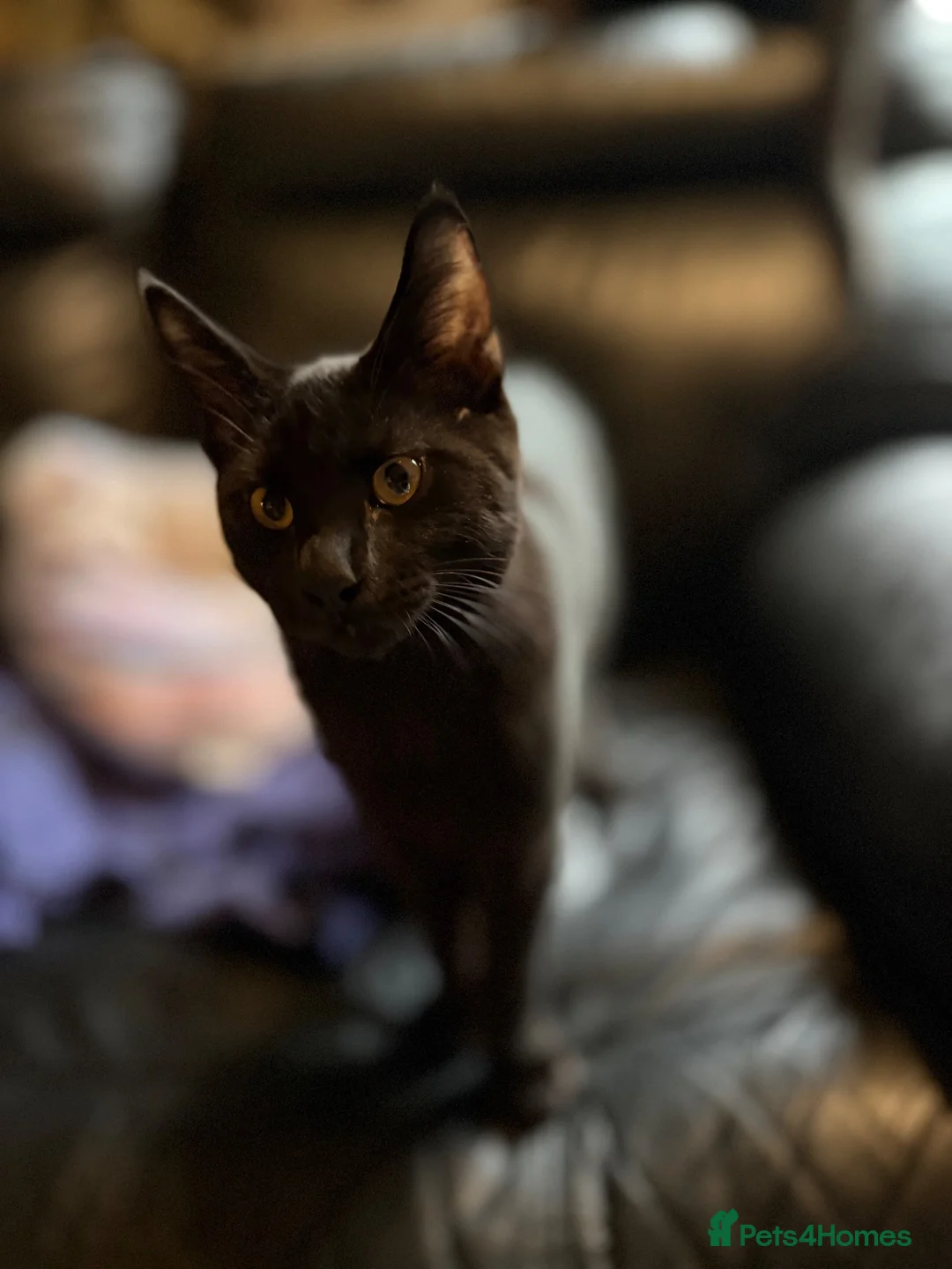 Maine Coon cats for sale: Mainecoon x - Advert 8