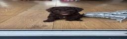 Cockapoo dogs for sale: 1x Chocolate  Female cockapoo  in Bolton - Advert 12