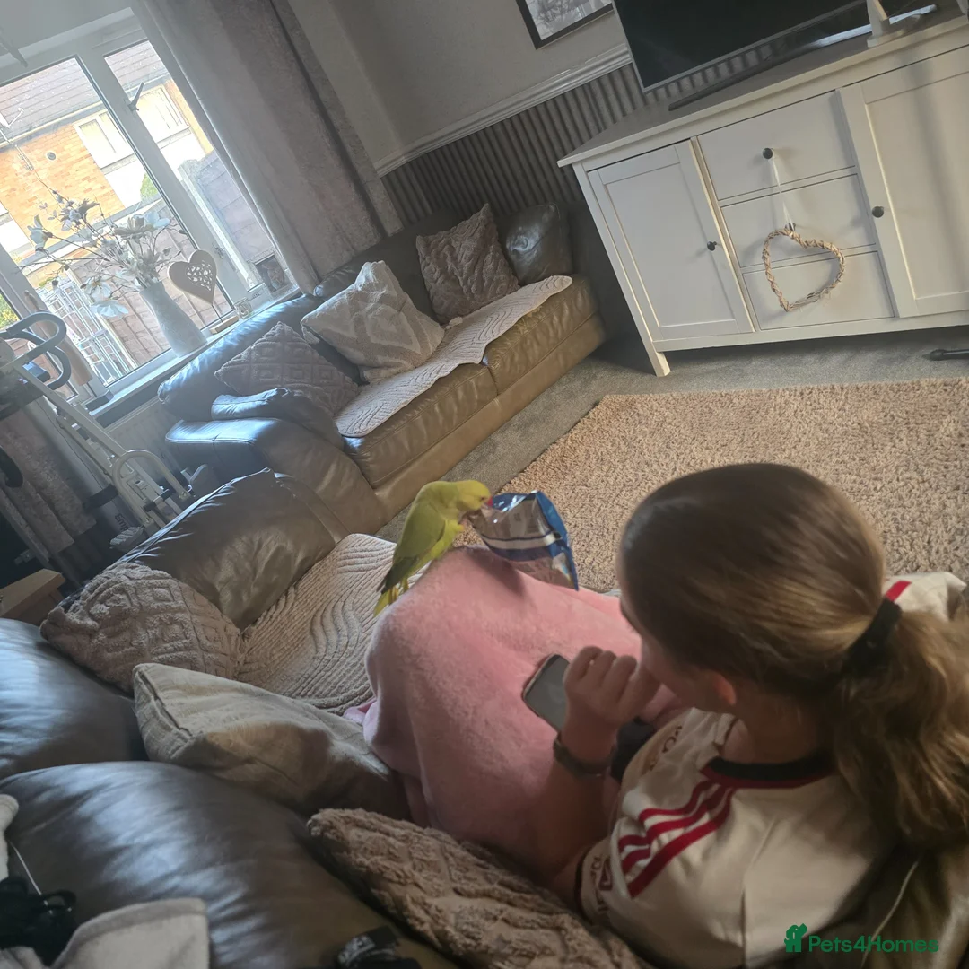 Ringnecks birds for sale: Ringneck lovely bird in Wakefield - Advert 2