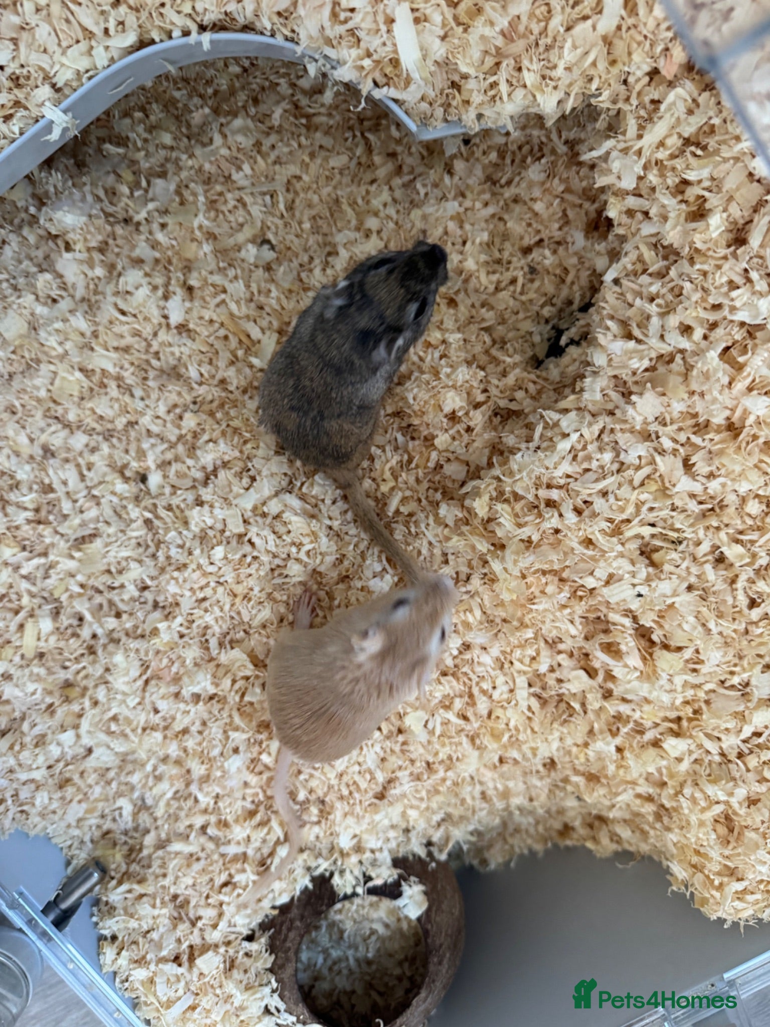 Gerbil rodents 2 male gerbils  - Advert 6