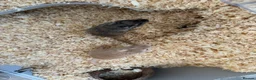 Gerbil rodents for sale: 2 male gerbils  in Nottingham - Advert 1