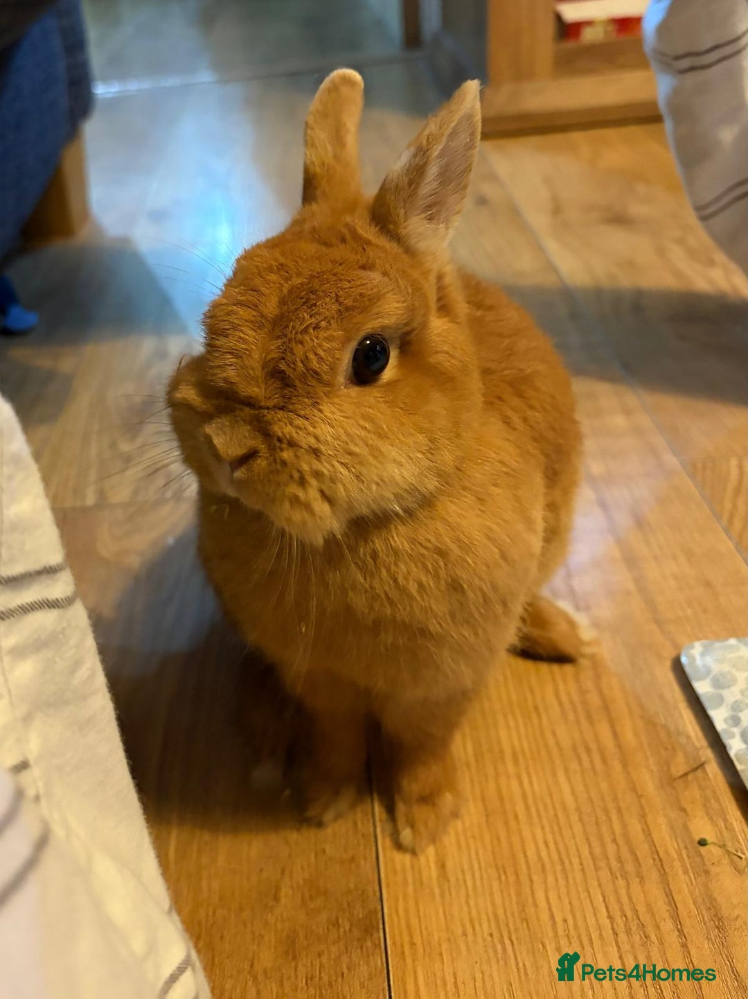 Netherland Dwarf rabbits for sale: Netherland dwarf rabbit  - Advert 3