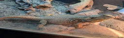 Bearded Dragon reptiles for sale: Female bearded dragon in Hailsham - Advert 3
