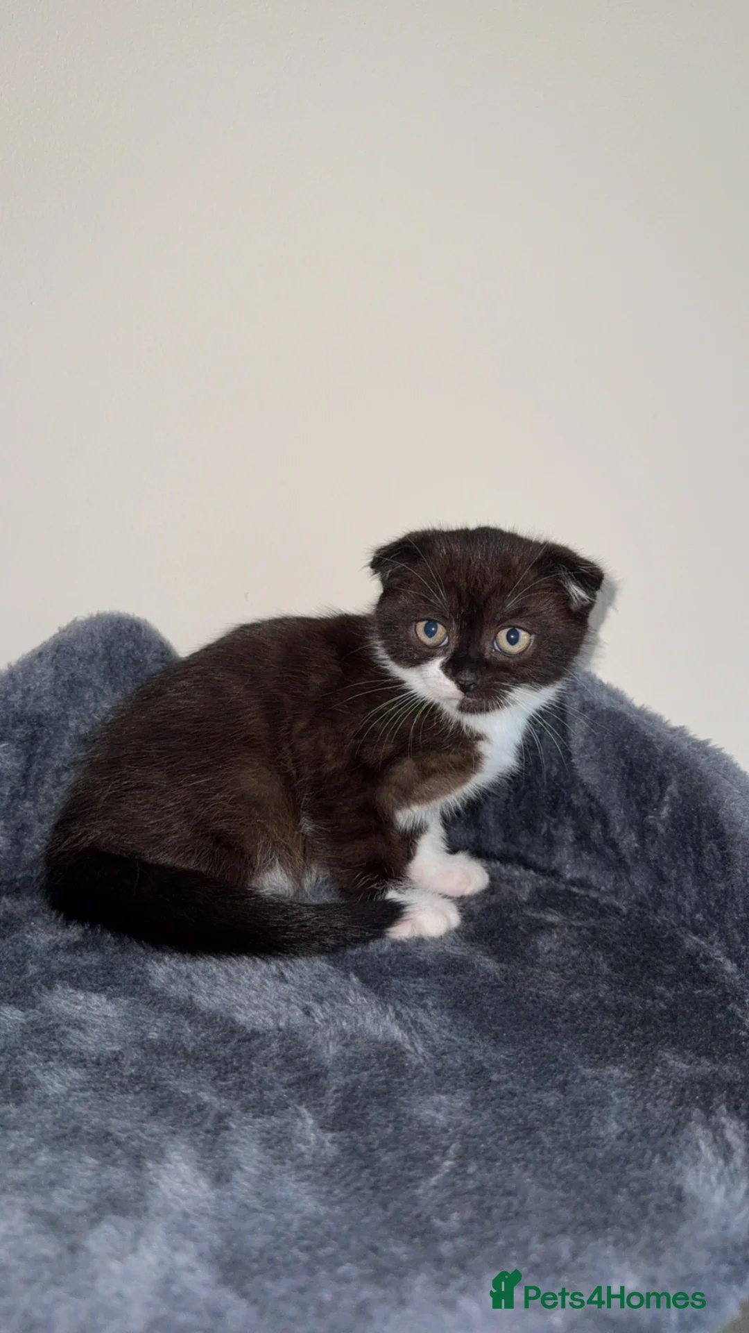 Mixed Breed cats for sale: 2 Beautiful Kittens For Sale - Advert 6