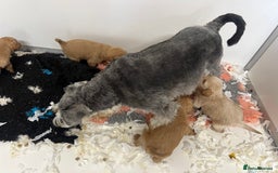 Miniature Poodle dogs for stud: Miniature red poodle stud  in Maidstone - Image 9