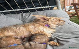 Yorkshire Terrier dogs for sale: Beautiful Chocolate Orange Yorkshire Terriers - Image 8