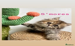 Persian cats for sale: Persian kittens for sale  - Image 3