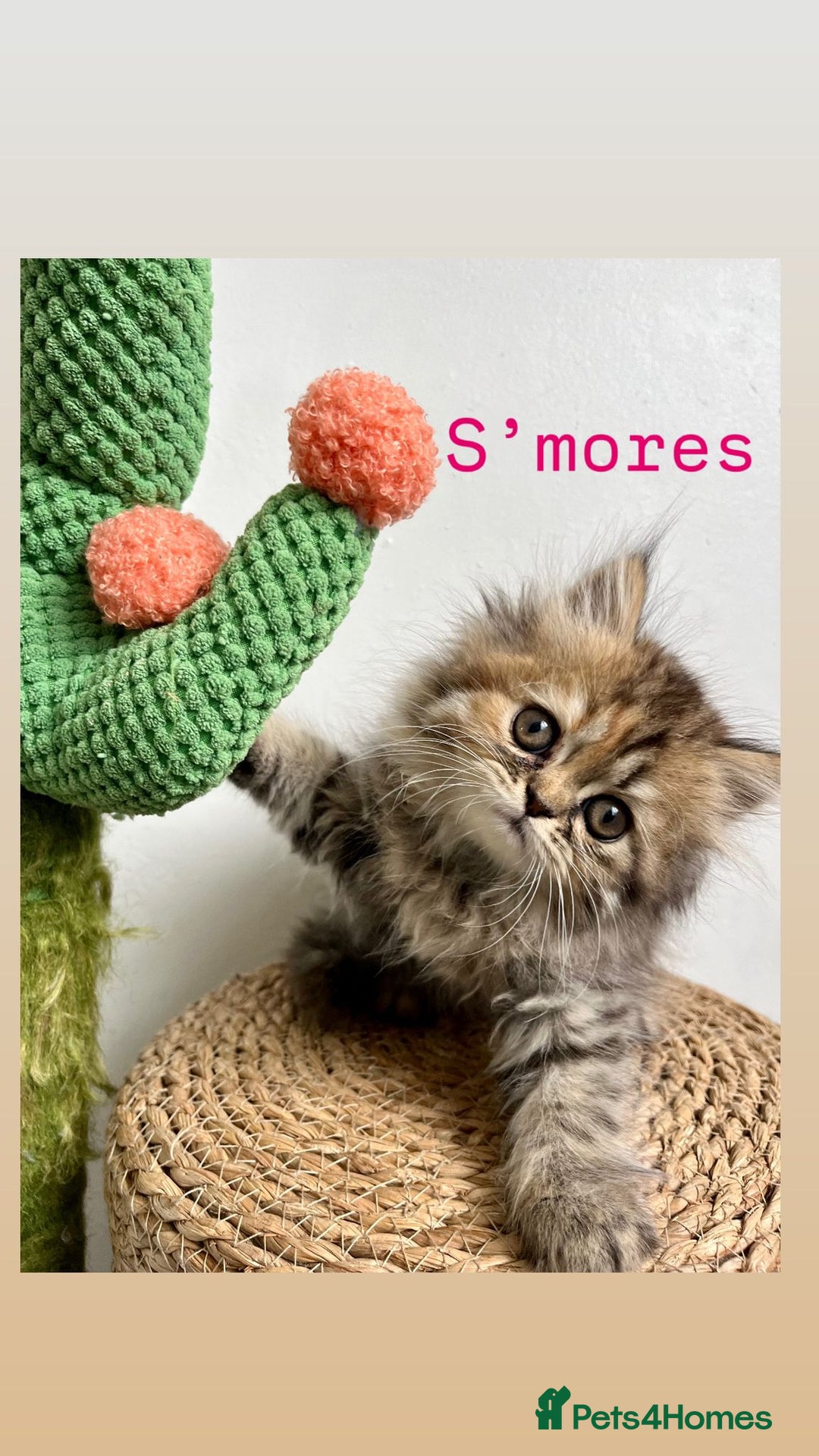Persian cats for sale: Persian kittens for sale  - Image 3