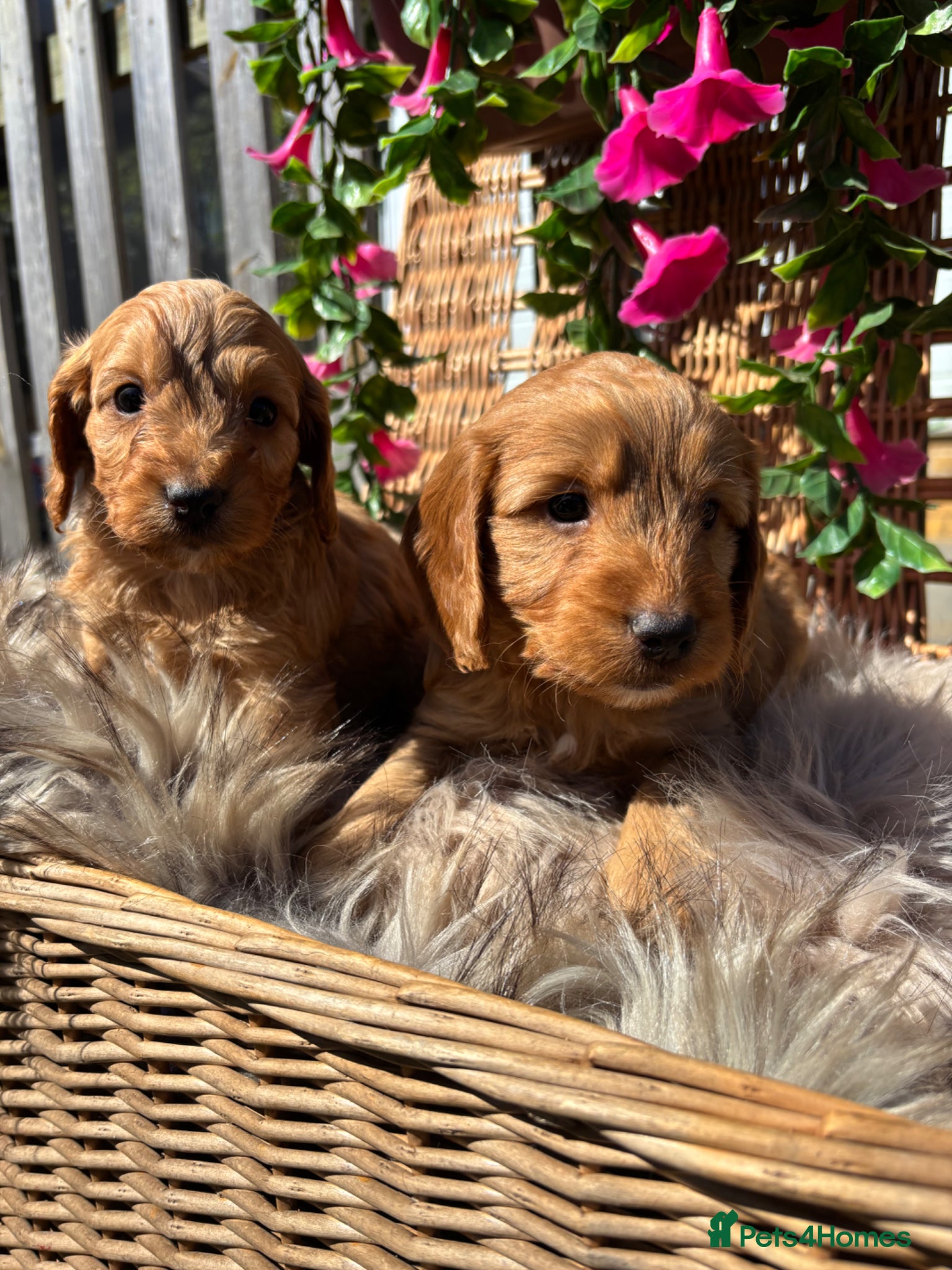 Cockapoo dogs *Hereditary clear Cockapoo Puppies 💜🐶* - Advert 12