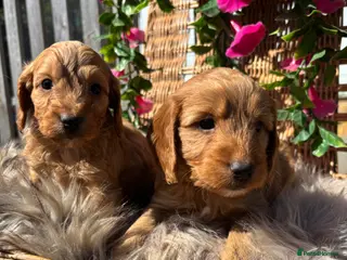 Cockapoo dogs *Hereditary clear Cockapoo Puppies 💜🐶* - Advert 12