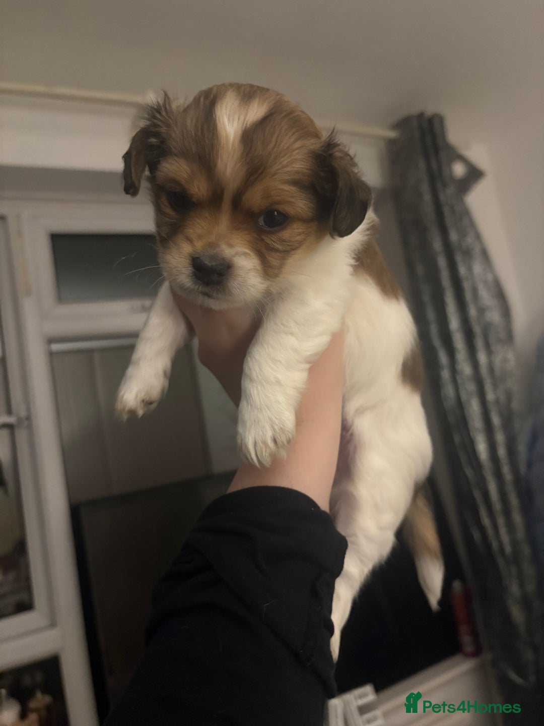 Mixed Breed dogs for sale: Jack Russell Chihuahua Puppies🐾 - Image 3